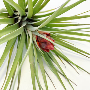 Tillandsia - Hal’s Nidus