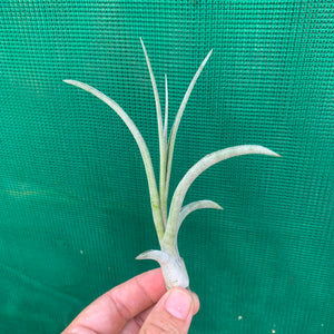 Tillandsia - Fantasy