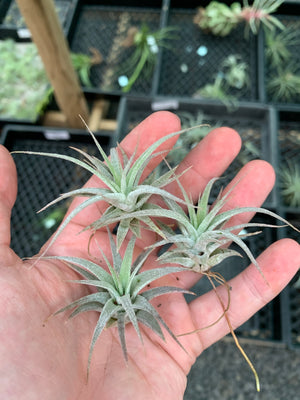 Tillandsia - Silver Trinket