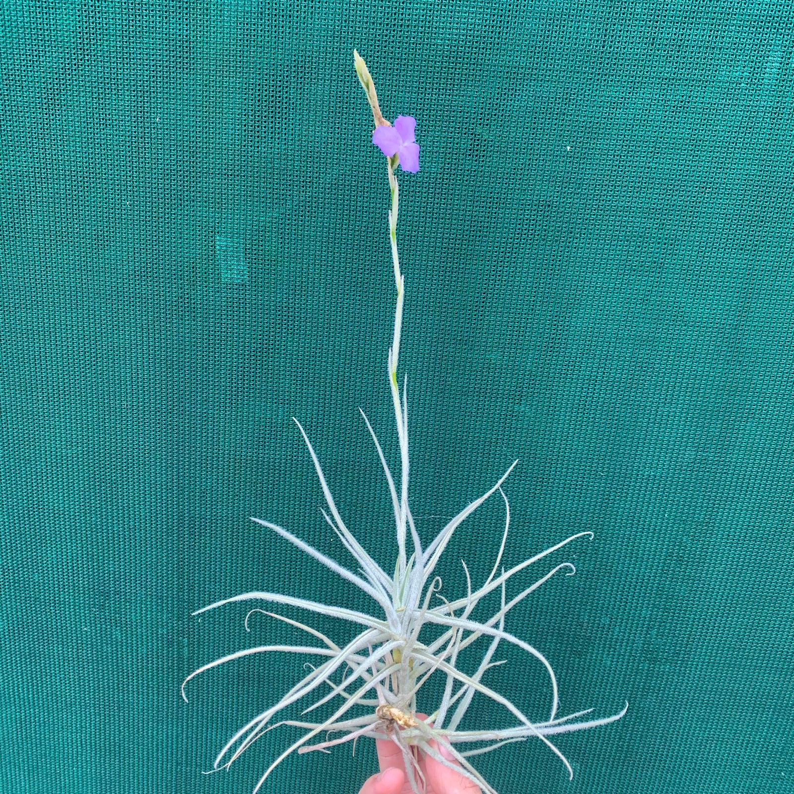 Tillandsia - graomogolensis (Fragrant)