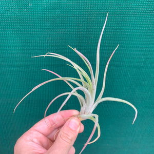 Tillandsia - Ionantha X Paucifolia
