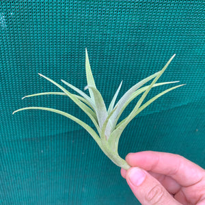 Tillandsia - edithae ‘Bolivia’ ex. PT