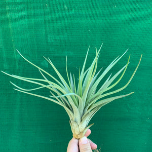 Tillandsia - Hal’s Nidus