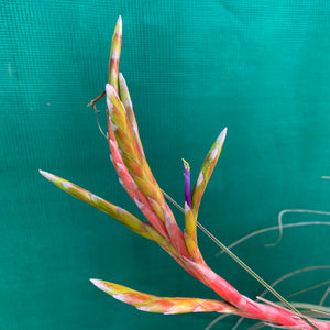 Tillandsia - aff. botterii ex PT NEW