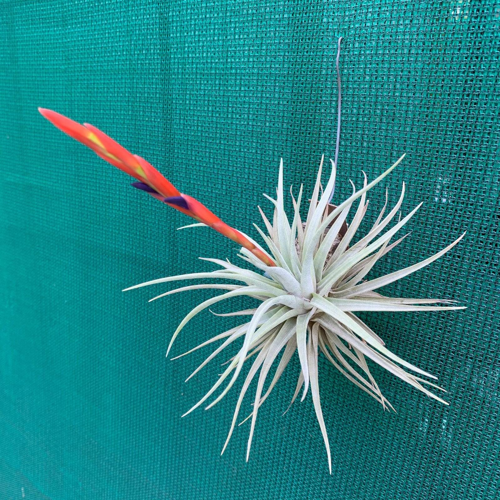 Tillandsia - espinosae