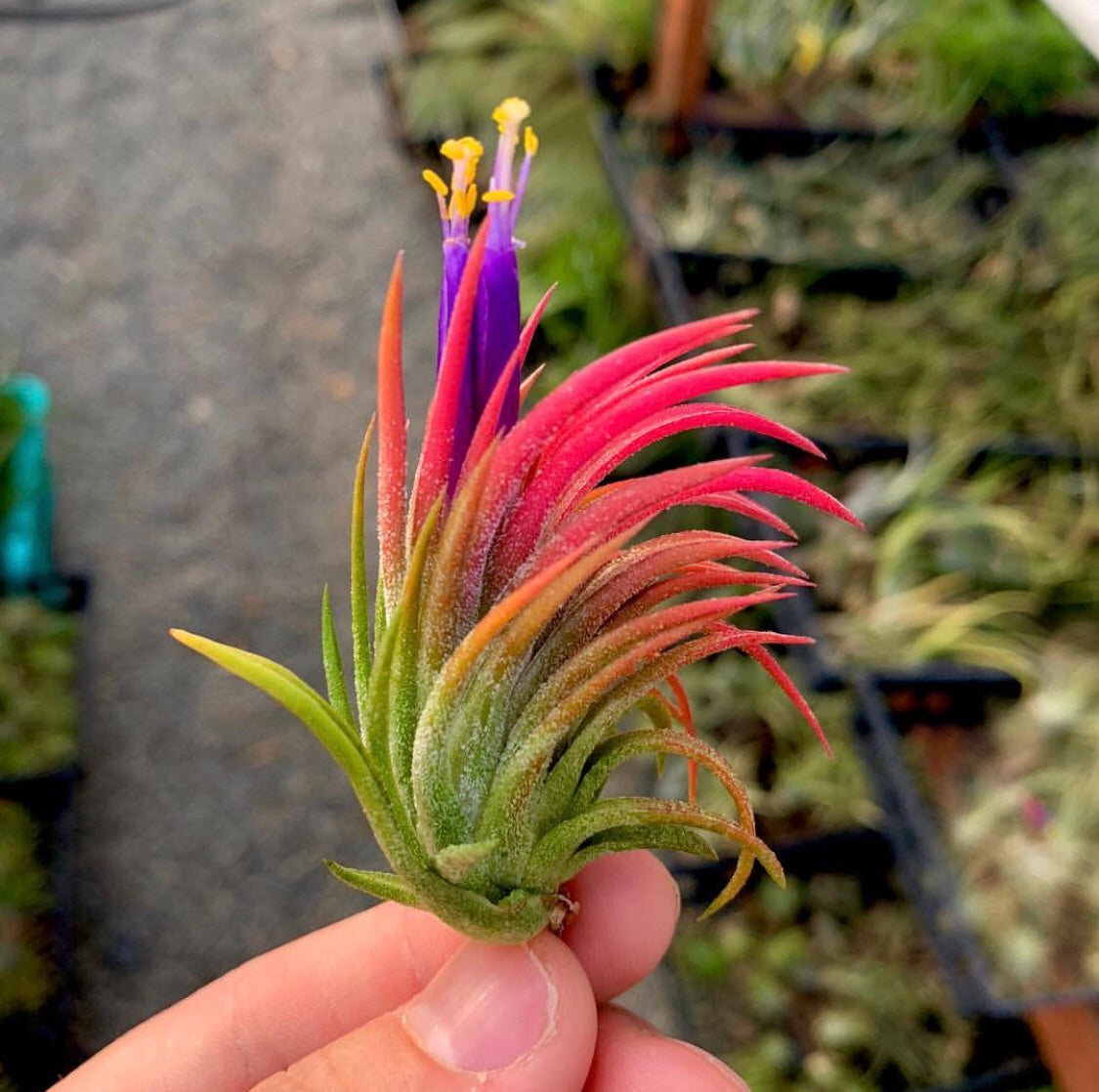 Tillandsia - ionantha 'Mexico' - Air Plant Decor