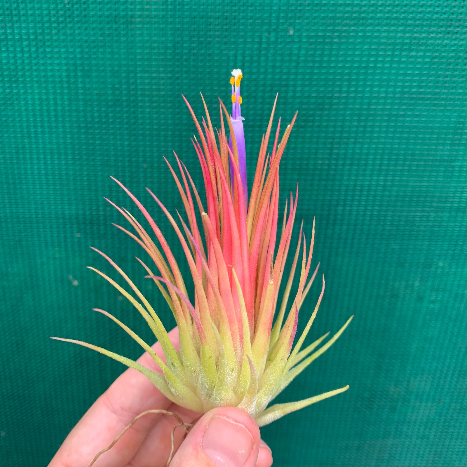 Tillandsia - ionantha var. ionantha