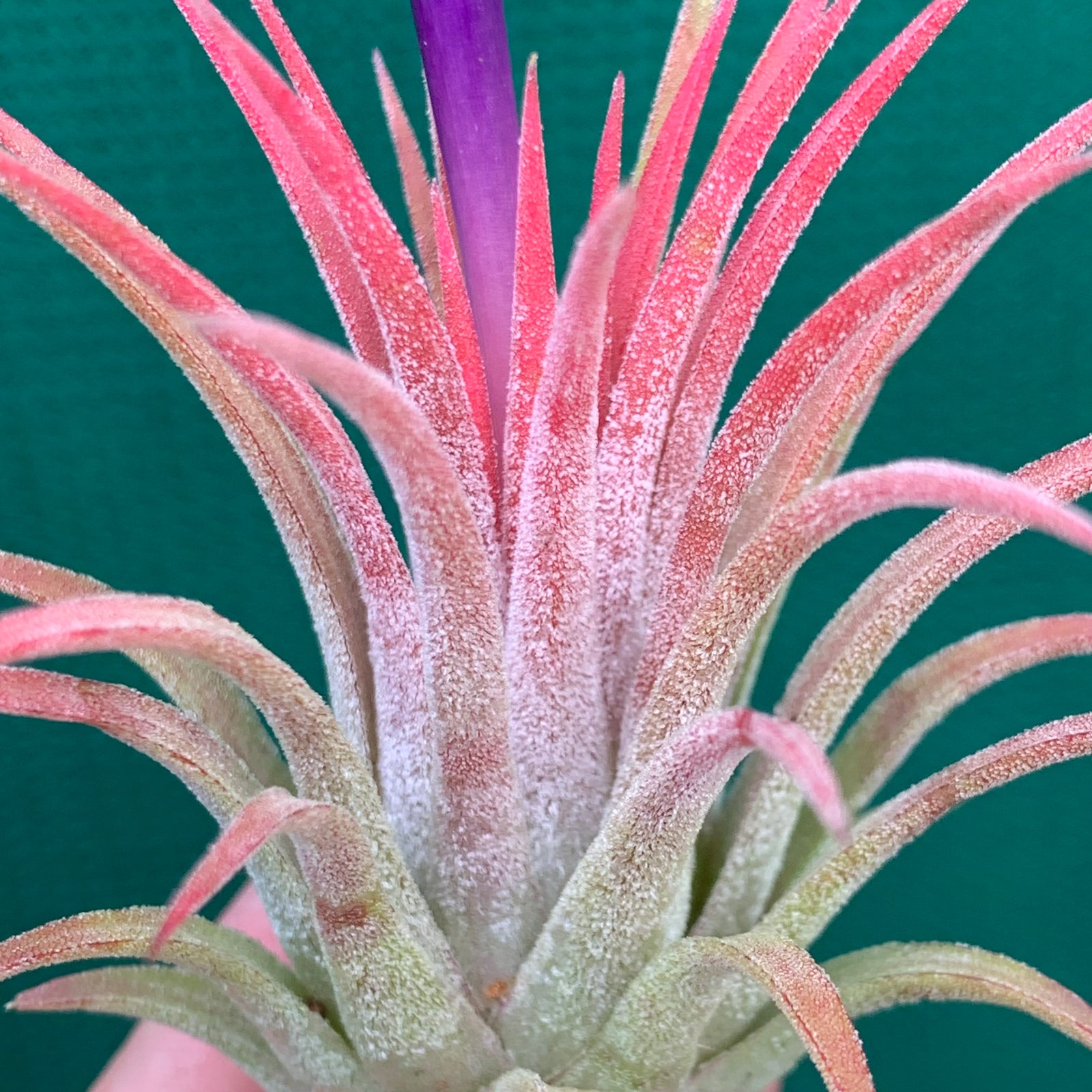Tillandsia - ionantha ‘Honduras’ ex. CC