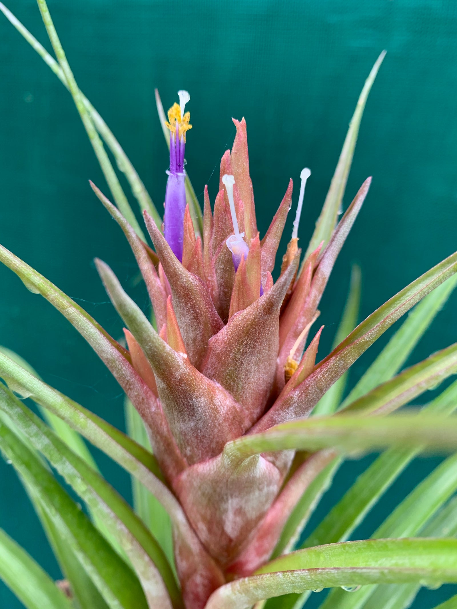 Tillandsia - Miami Nice ‘Red’