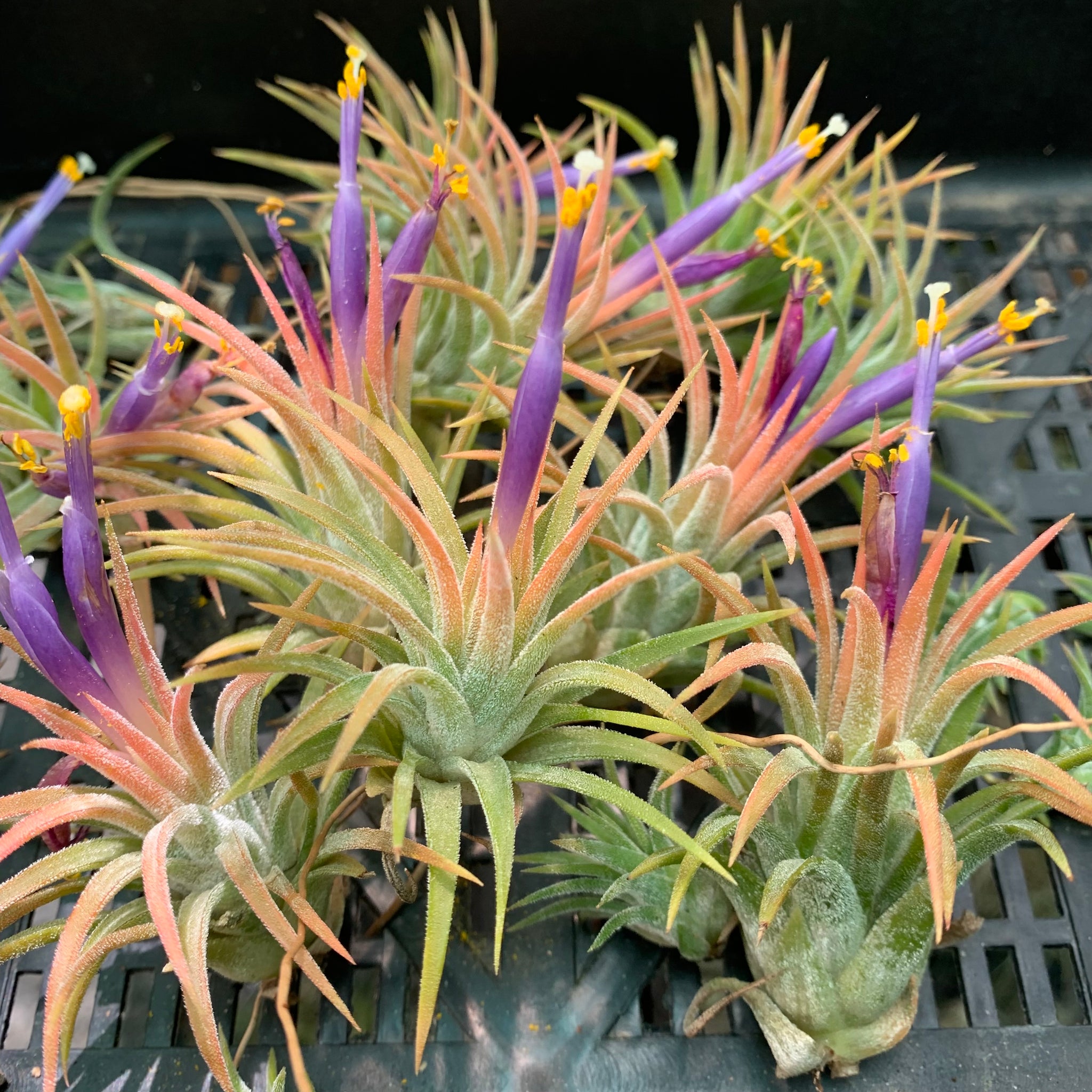 orange air plant Tillandsia - ionantha 'Tall Orange' ex. BD