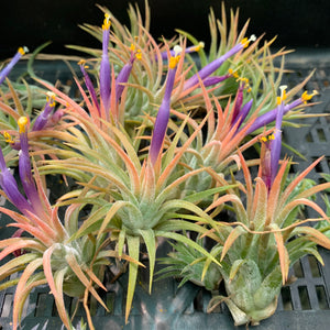 Tillandsia - ionantha ‘Tall Orange’ ex. BD