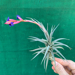 Tillandsia - Aeranthos ‘Recurved Leaf’ ex. FE