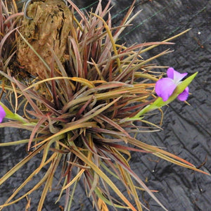 Tillandsia - Esseriana ‘Red Form’ ex. PT