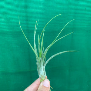 Tillandsia - Orange Crush