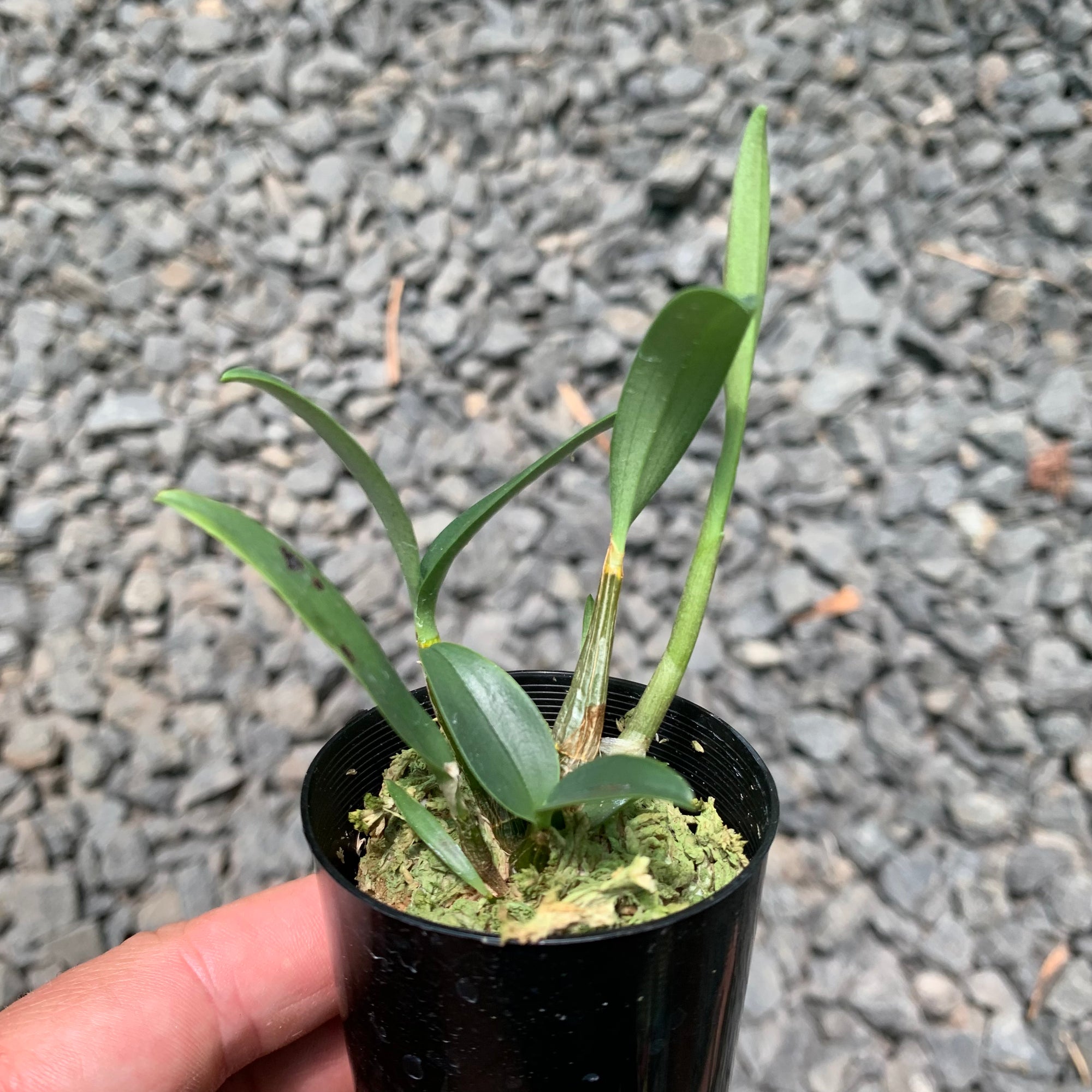 Orchid - Dendrobium ‘Kingianum Amethyst x self