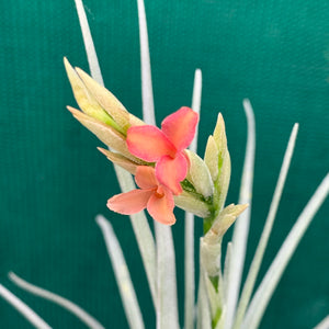 Tillandsia - Mystic Trumpet ‘Enigma’