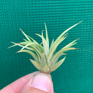 Tillandsia - Ionantha ‘Renate’ (Variegated)