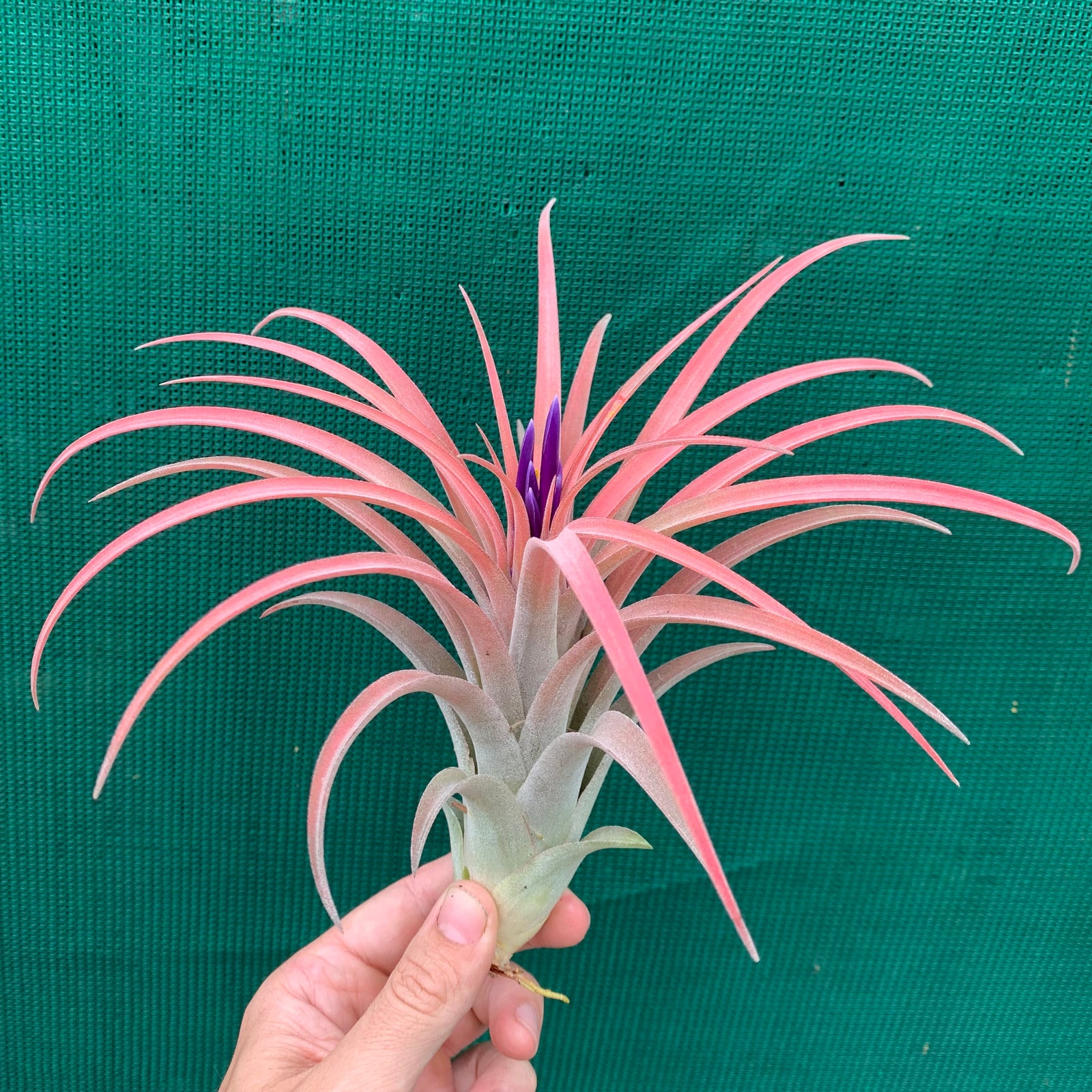 Tillandsia - ionantha x velutina (Nat. Hybrid) ex. PT