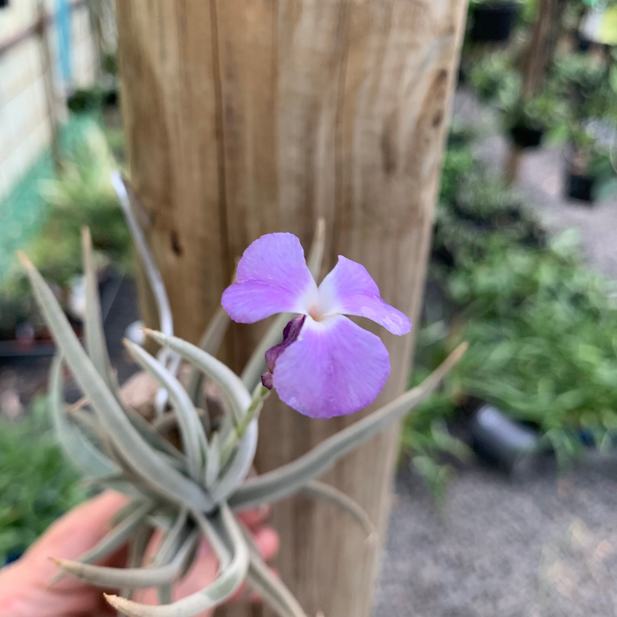 streptocarpa air plant Tillandsia - streptocarpa 'Chicitos Sukk Grun' (Fragrant)