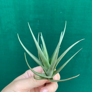 Tillandsia - Polzii ex. PT