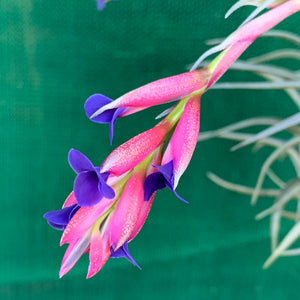 Tillandsia - Aeranthos ‘Recurved Leaf’ ex. FE