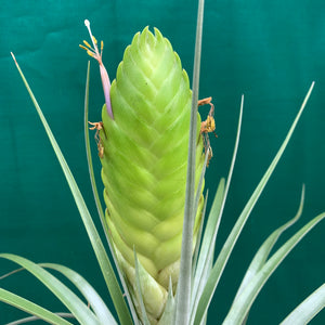 Tillandsia - jaliscomonticola