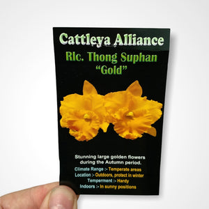 Orchid - Cattleya Alliance ‘Rlc Thong Sulphan Gold’
