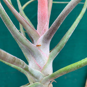 Tillandsia - Showtime ‘Frosted Clone’ ex. PT