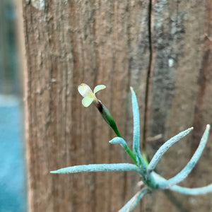 Tillandsia - capillaris ex. CC