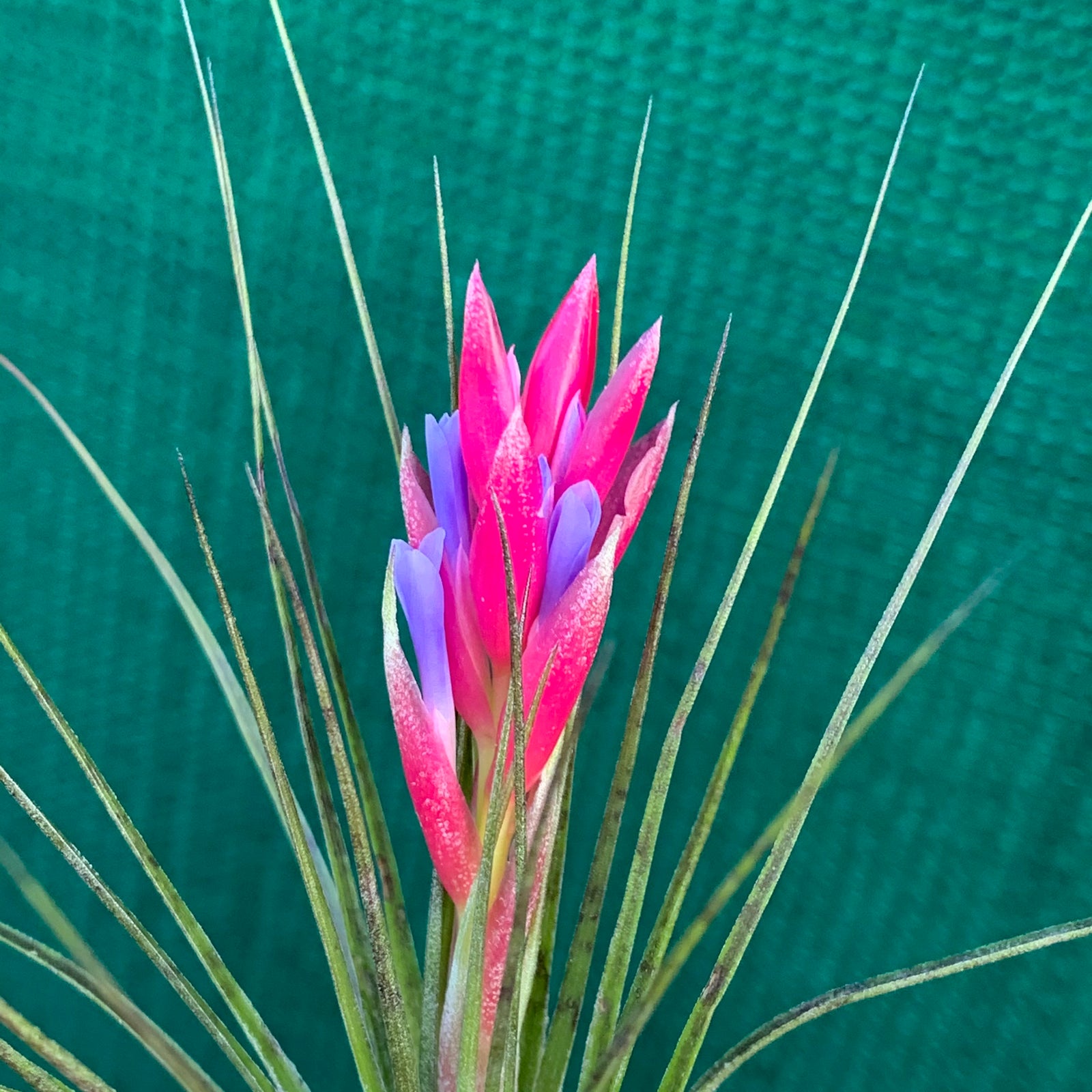 Tillandsia - stricta 'Red'