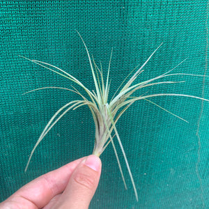 Tillandsia - tenuifolia 'Frosted Purple' ex. PT