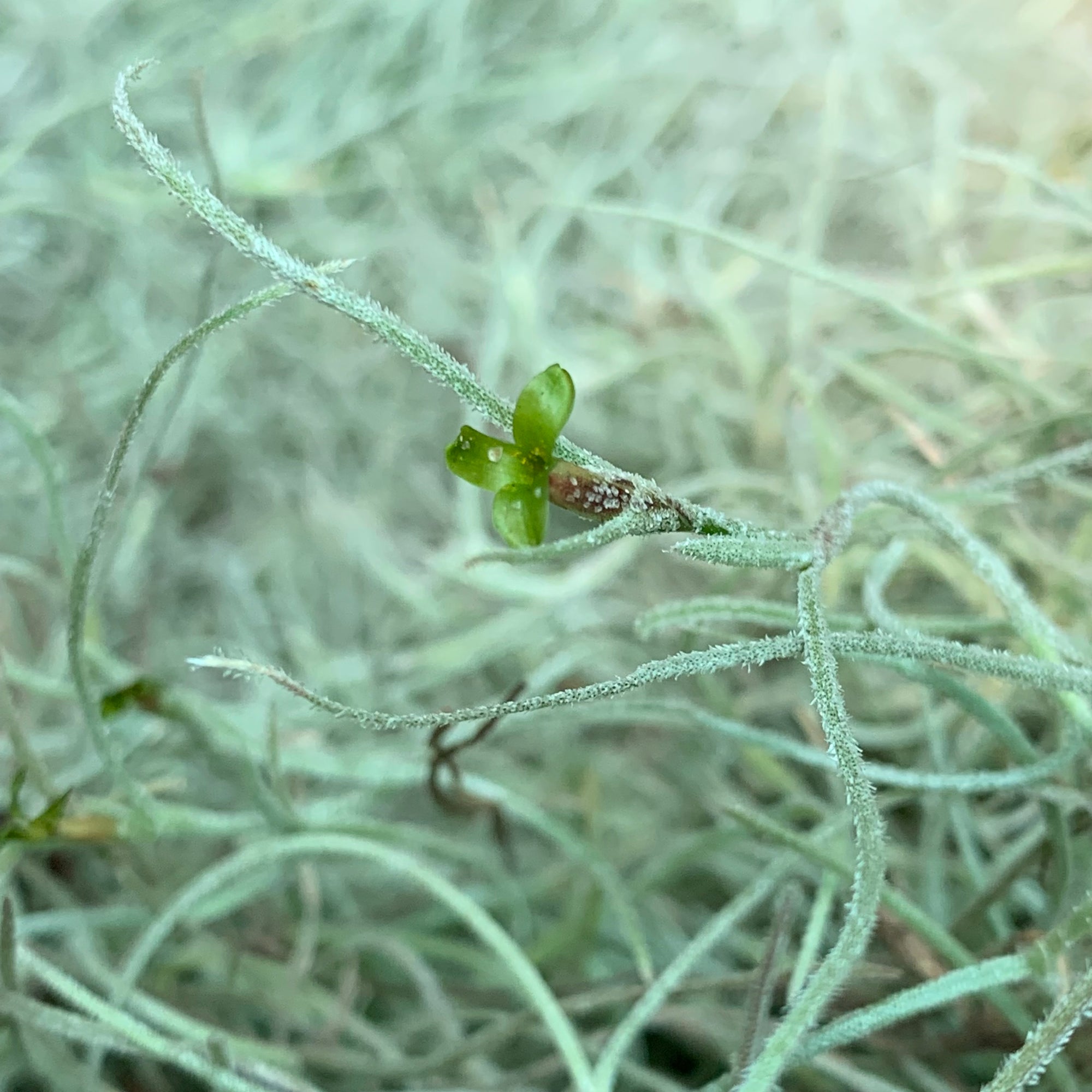 beard air plant Tillandsia - usneoides Moss 'Old Mans Beard' (Fragrant)