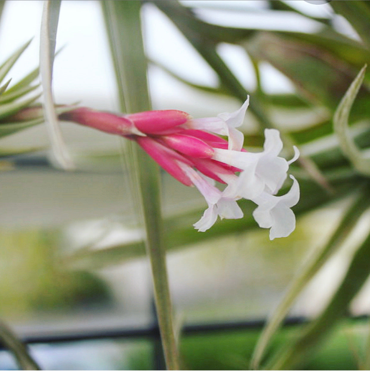 Tillandsia - cocoensis