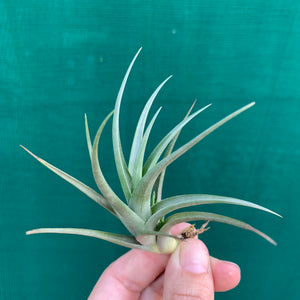 Tillandsia - Polzii ex. PT