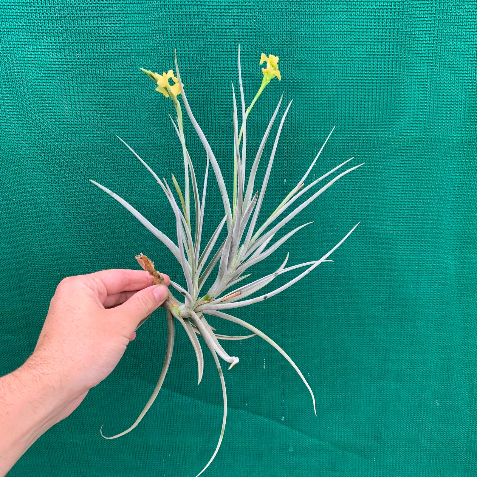 Tillandsia - Nugget ex. BG (Fragrant)