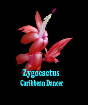 Zygocactus Caribbean Dancer