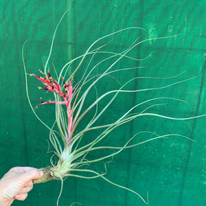 Tillandsia - Crackerjack ex. BG