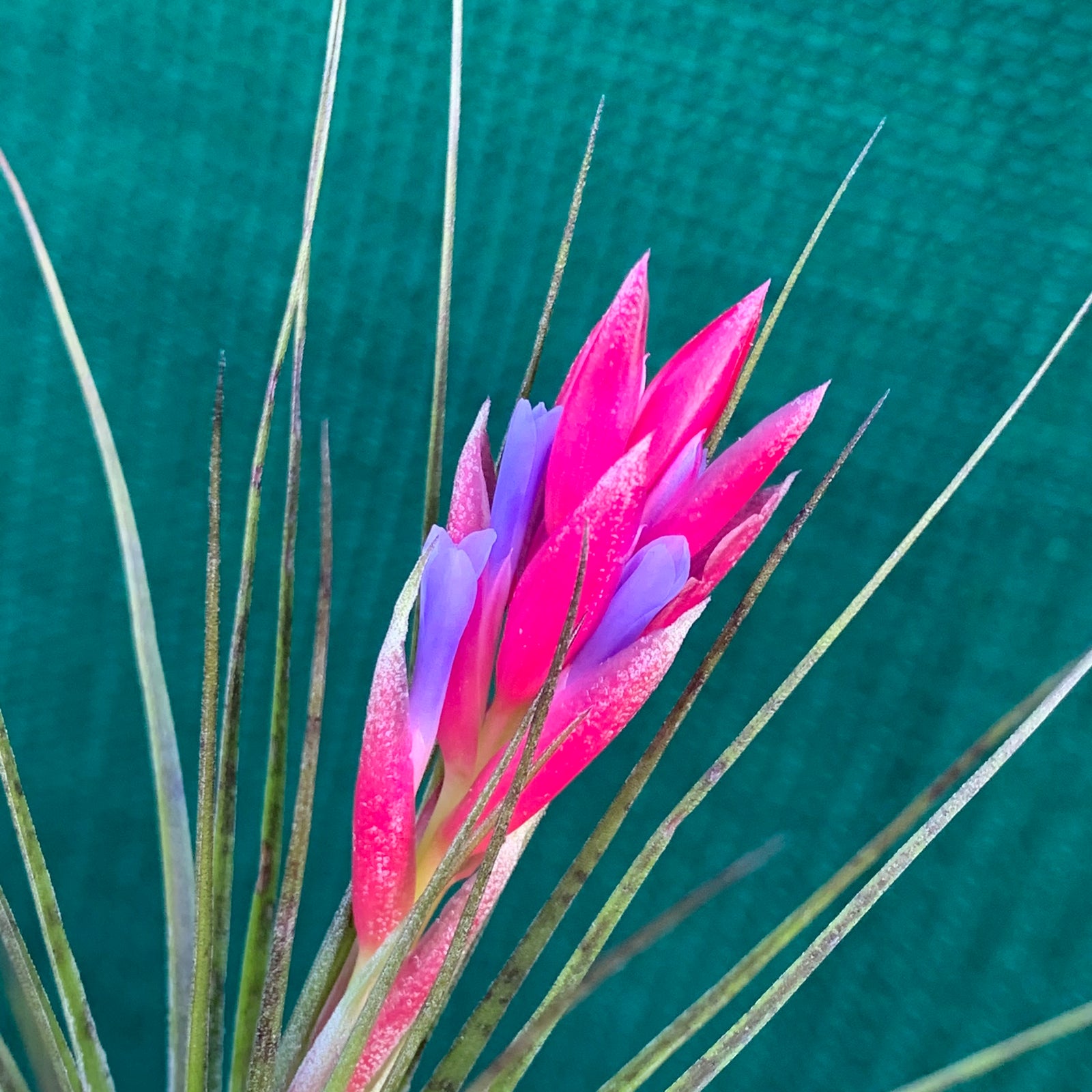 Tillandsia - stricta 'Red'