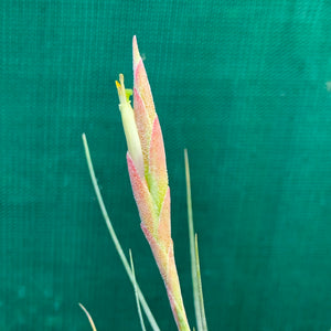 Tillandsia - chapalillaensis