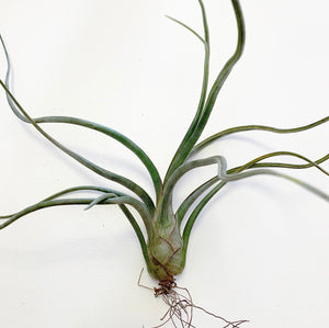 Tillandsia - Pseudobaileyi (Wholesale)