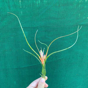 Tillandsia - Queen’s Medusa