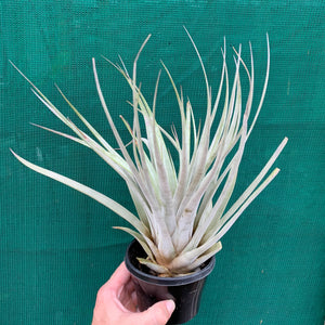 Tillandsia - lenca NEW