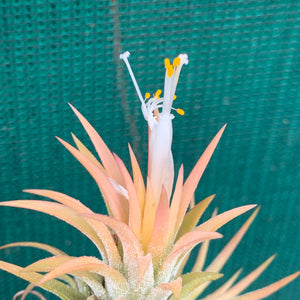 Tillandsia - Ionantha ‘Pink Champagne’