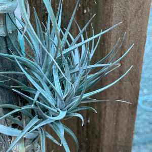 Tillandsia - Aeranthos Small Purple ex. Germany