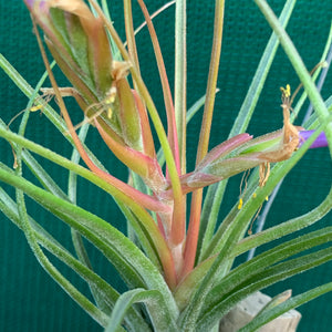 Tillandsia - Orange Crush