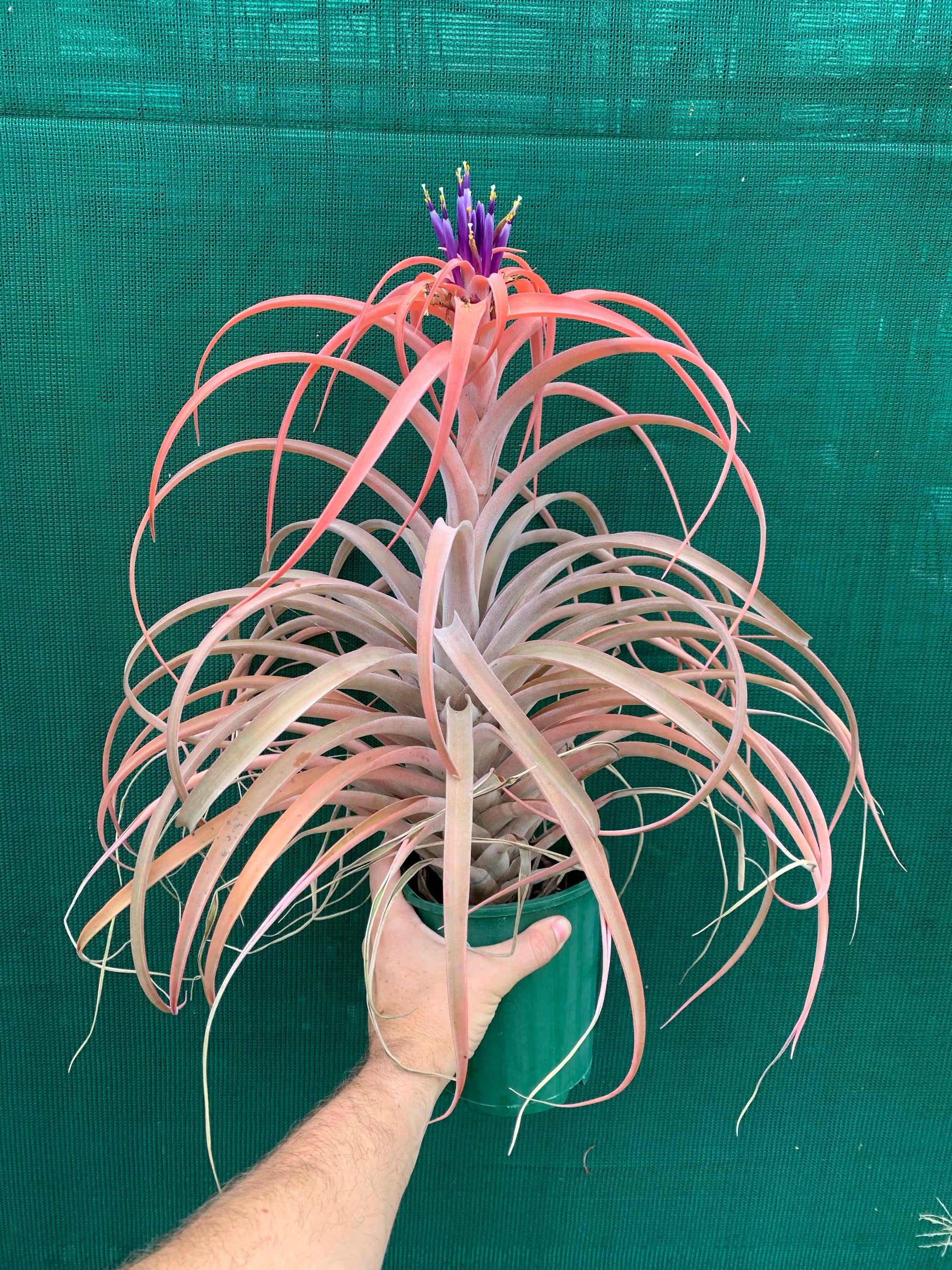 Tillandsia - NOID ‘APD014’