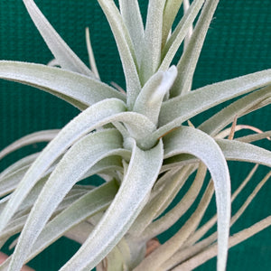 Tillandsia - Veronica's Mariposa ex. GA