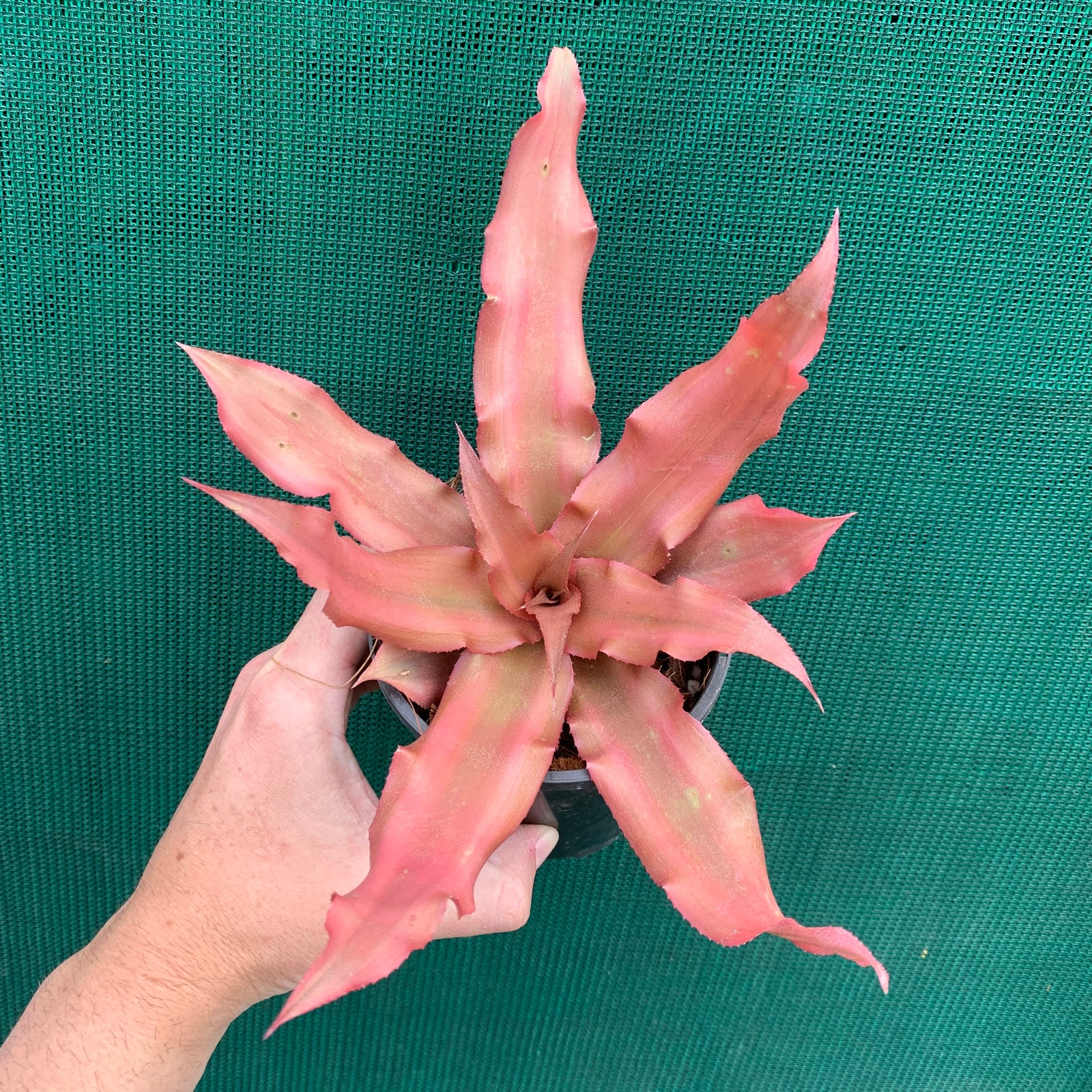 Cryptanthus - Spring Song