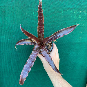 Cryptanthus - San Juan