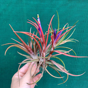 Tillandsia - capitata ‘Grosse Form’ NEW